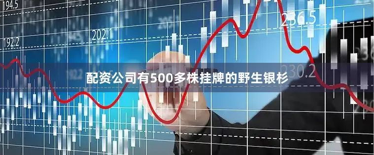 配资公司有500多株挂牌的野生银杉