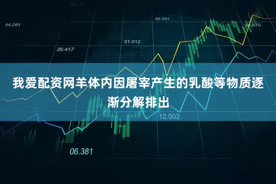 我爱配资网羊体内因屠宰产生的乳酸等物质逐渐分解排出